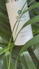 Blue Zone eye Cream in der Blauen Zone
